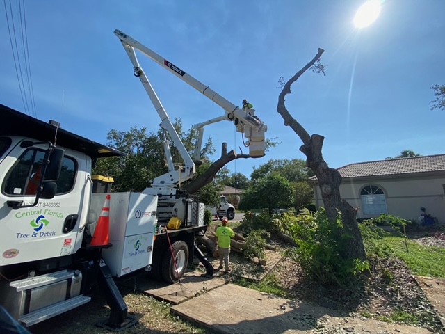 Central Florida Tree & Debris